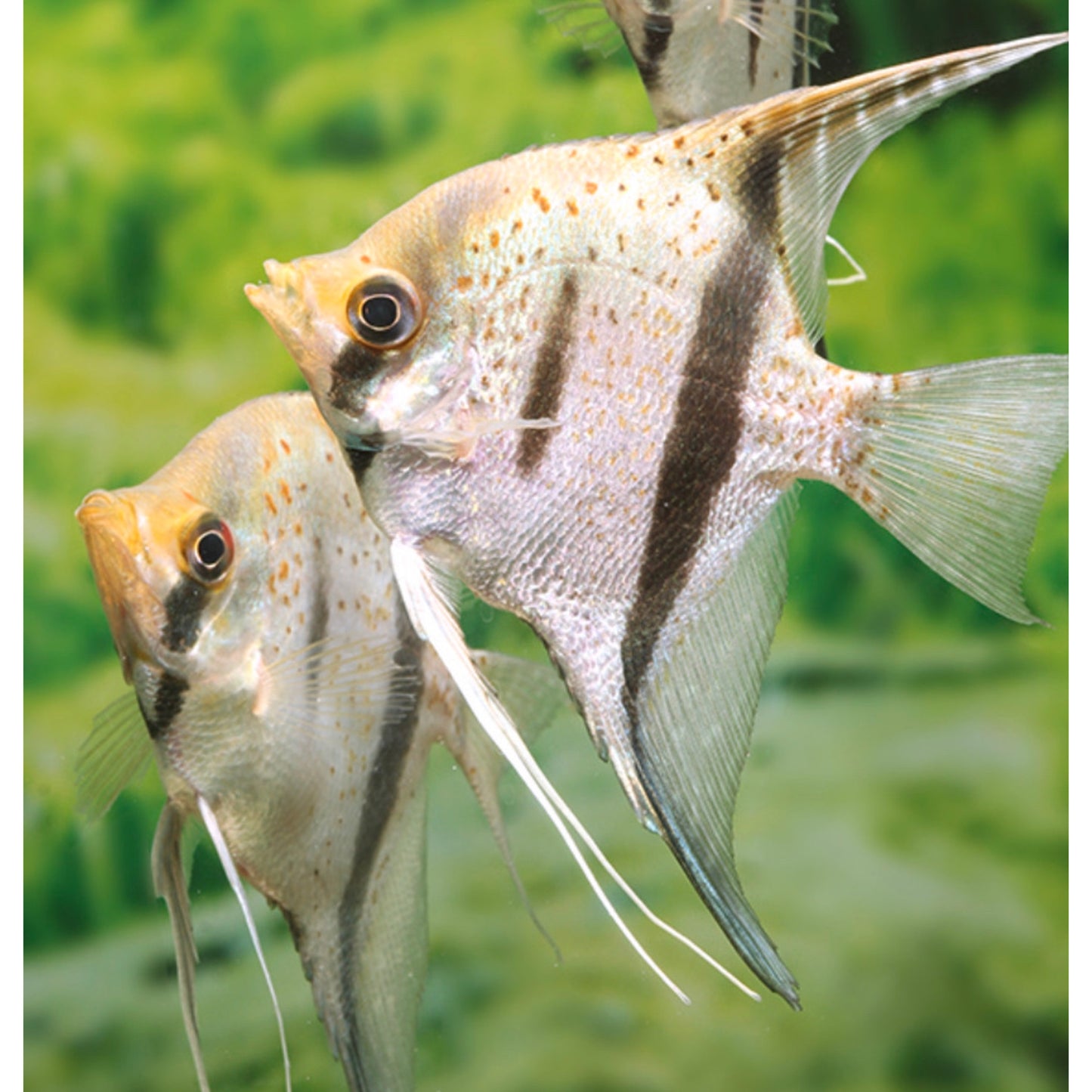Pterophyllum scalare guyana Red Dragon