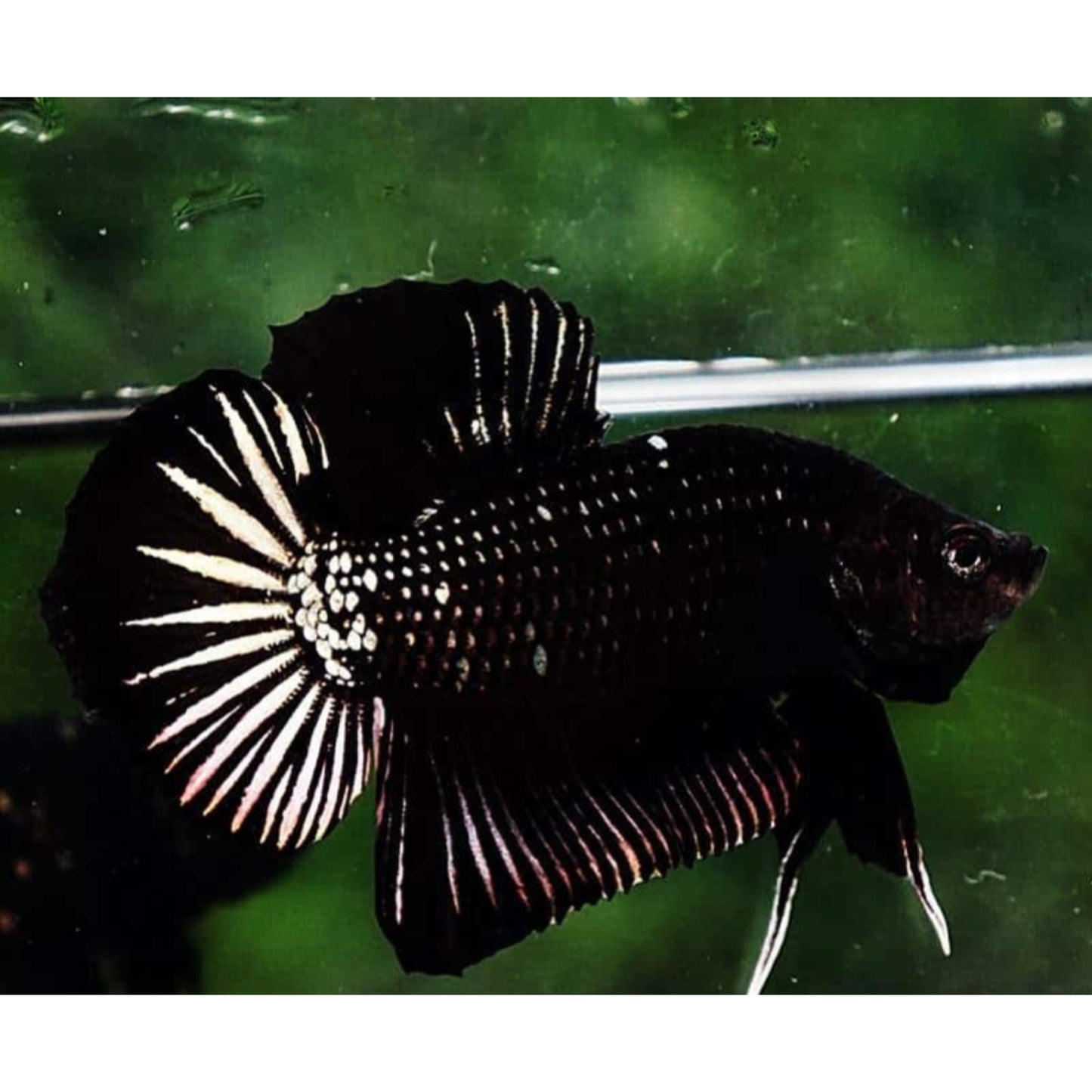 Betta plakat black star