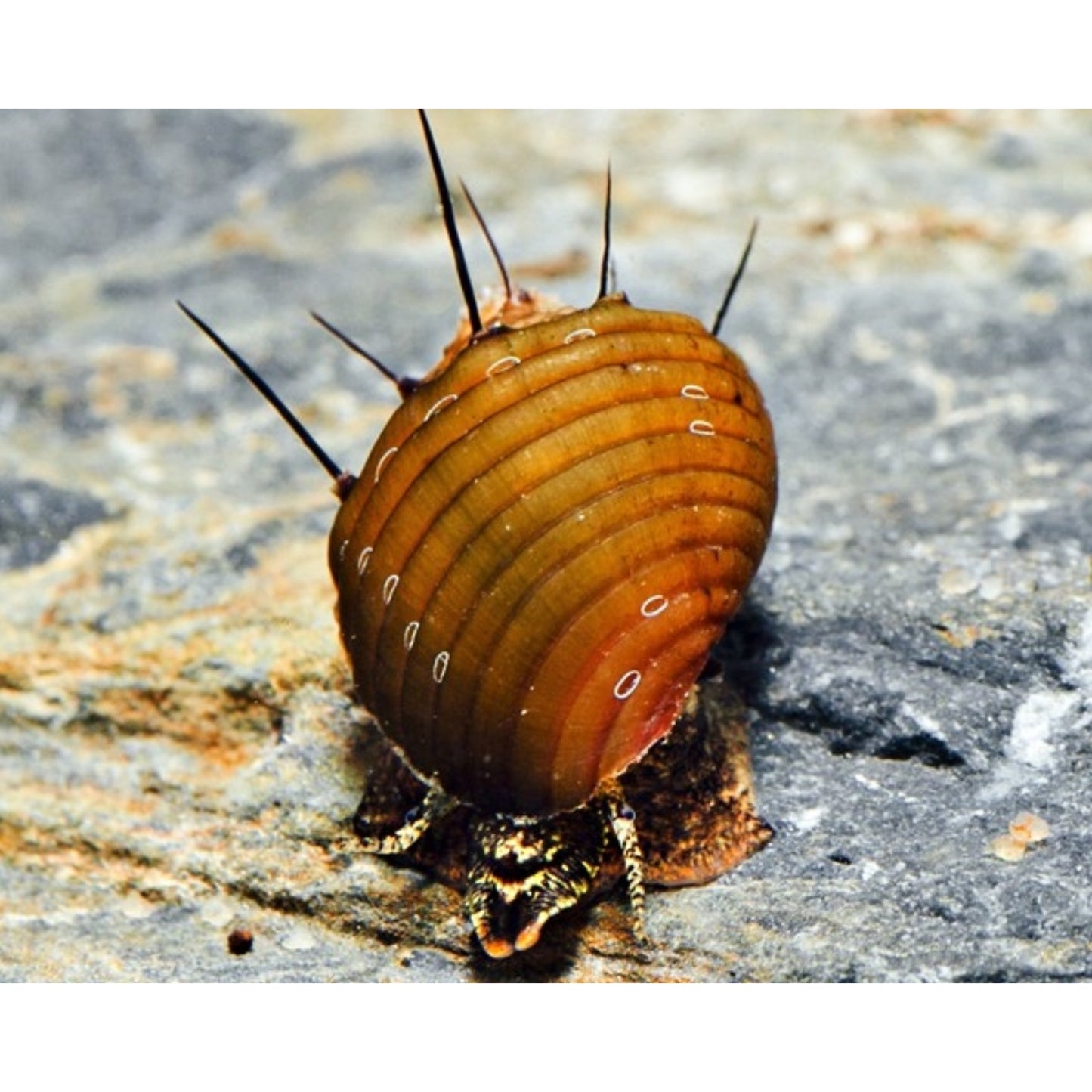 Neritina sp. hair snail