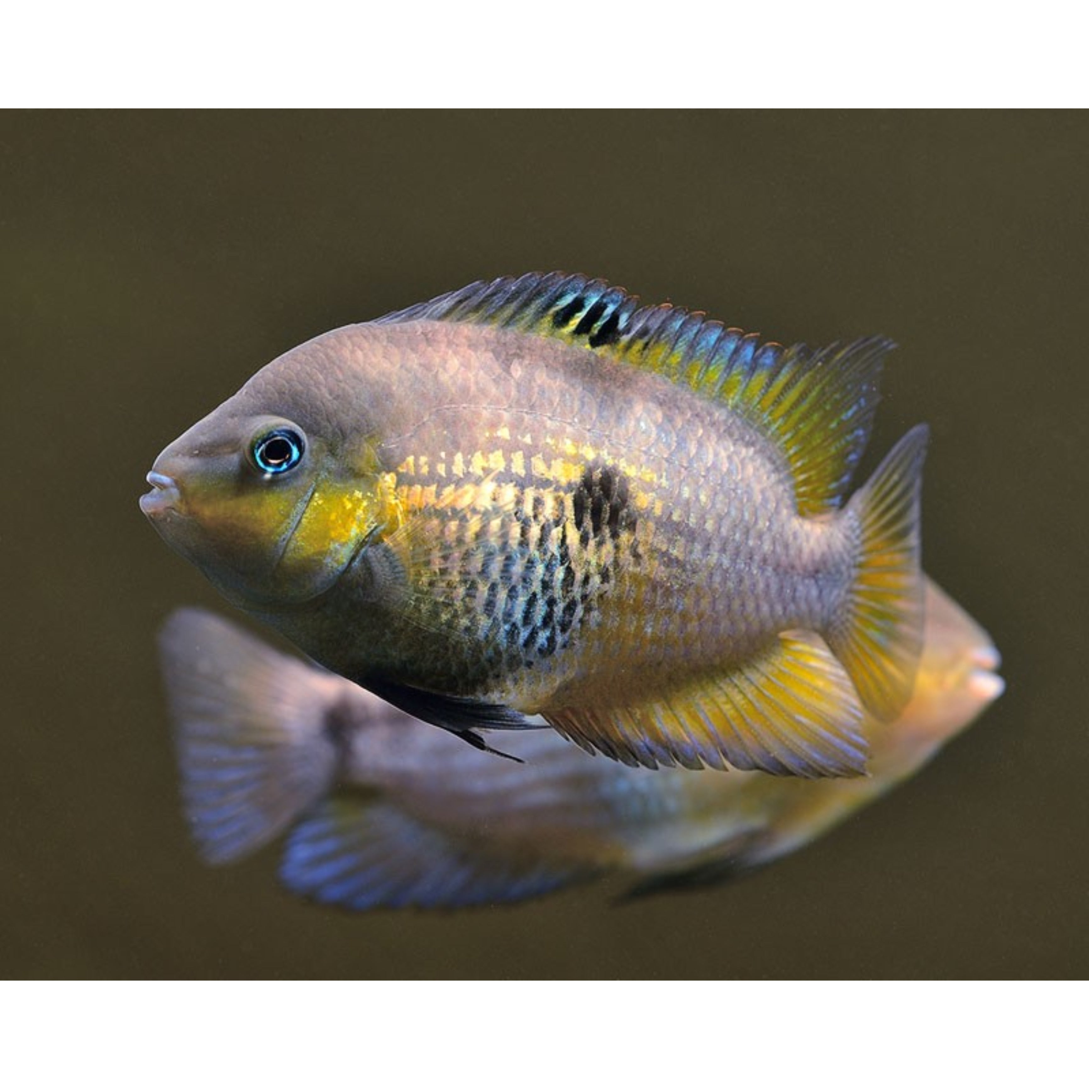 Cryptohroe Cryptoheros Myrnae – Animal.Instinct