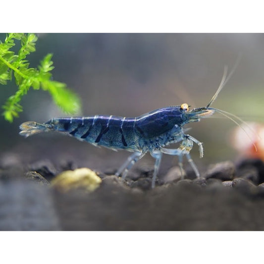 Neocaridina blue star striped