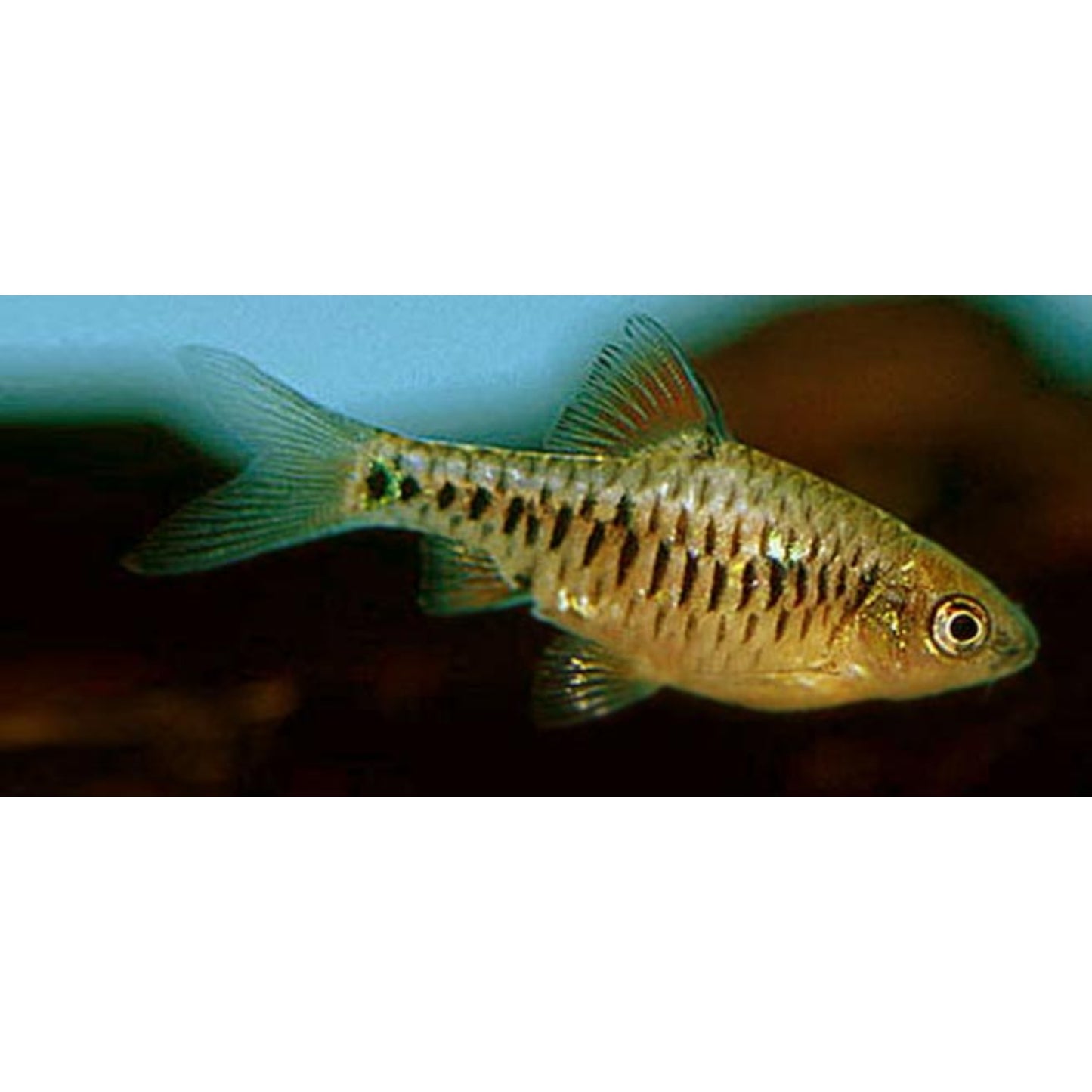 Barbus oligolepis gold