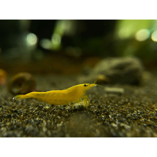 Neocaridina Davidi var. Yellow Fire Neon