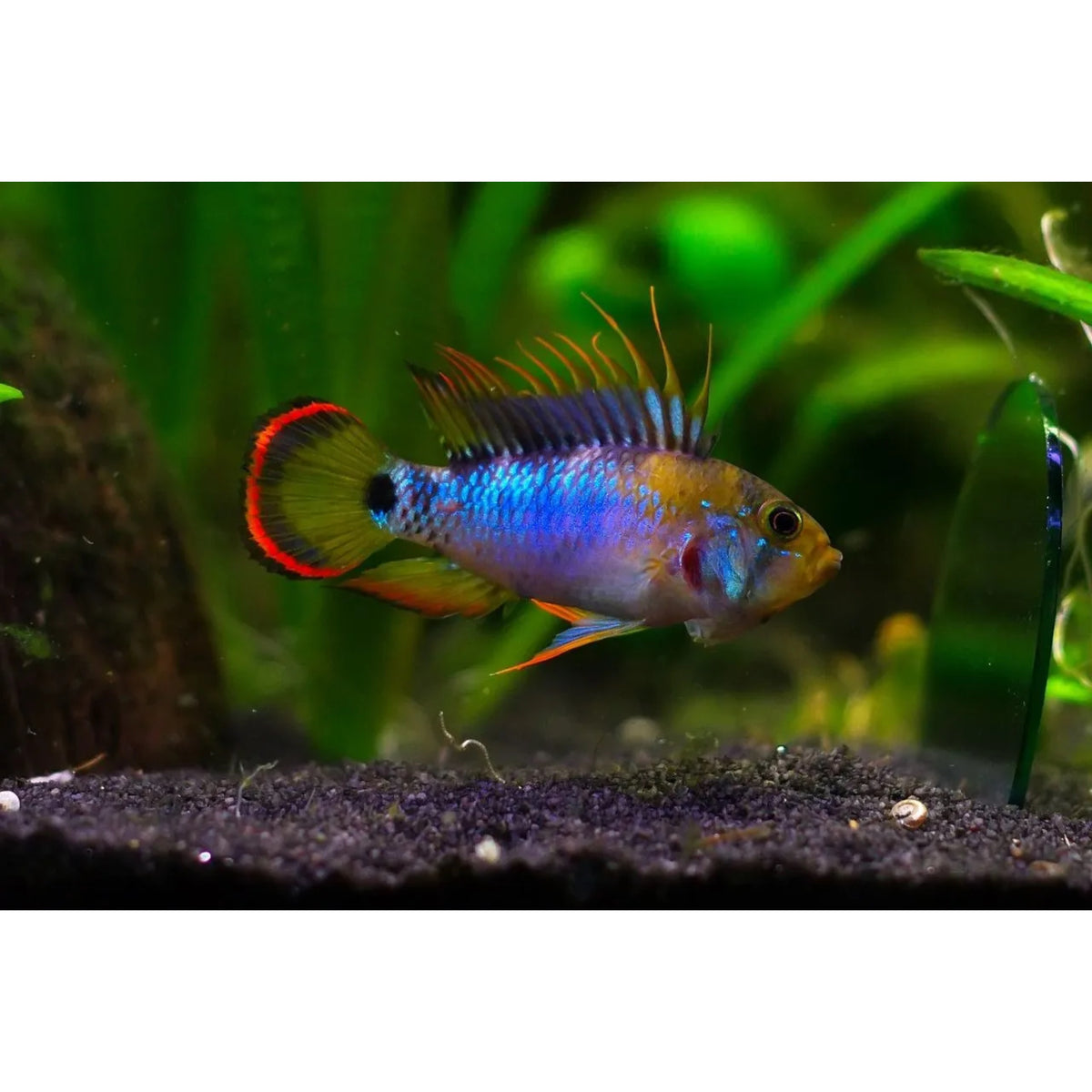 Apistogramma baenschi inca