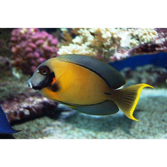 Acanthurus pyroferus