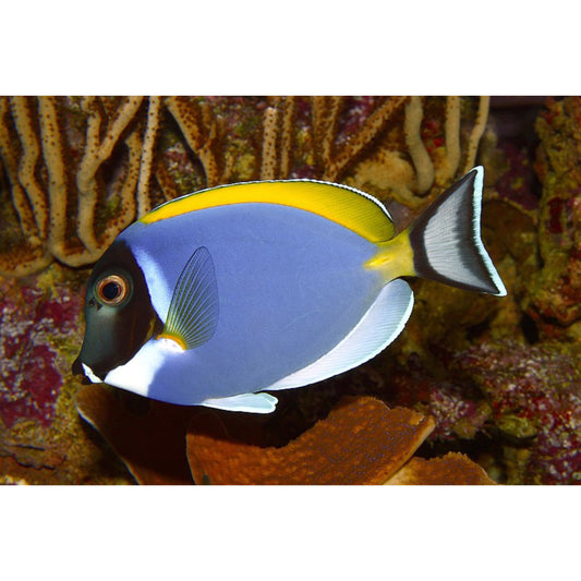 Acanthurus leucosternon