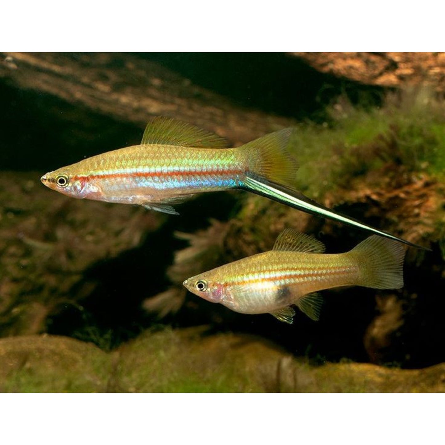 Xiphophorus helleri (portaspada) “grun albino”