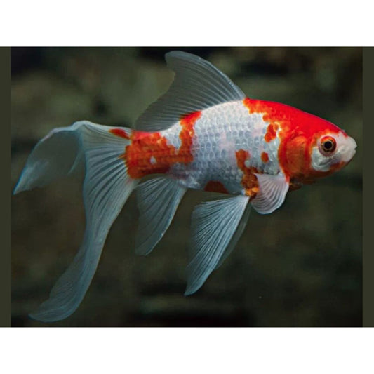 Carassius auratus “long fin mixed”