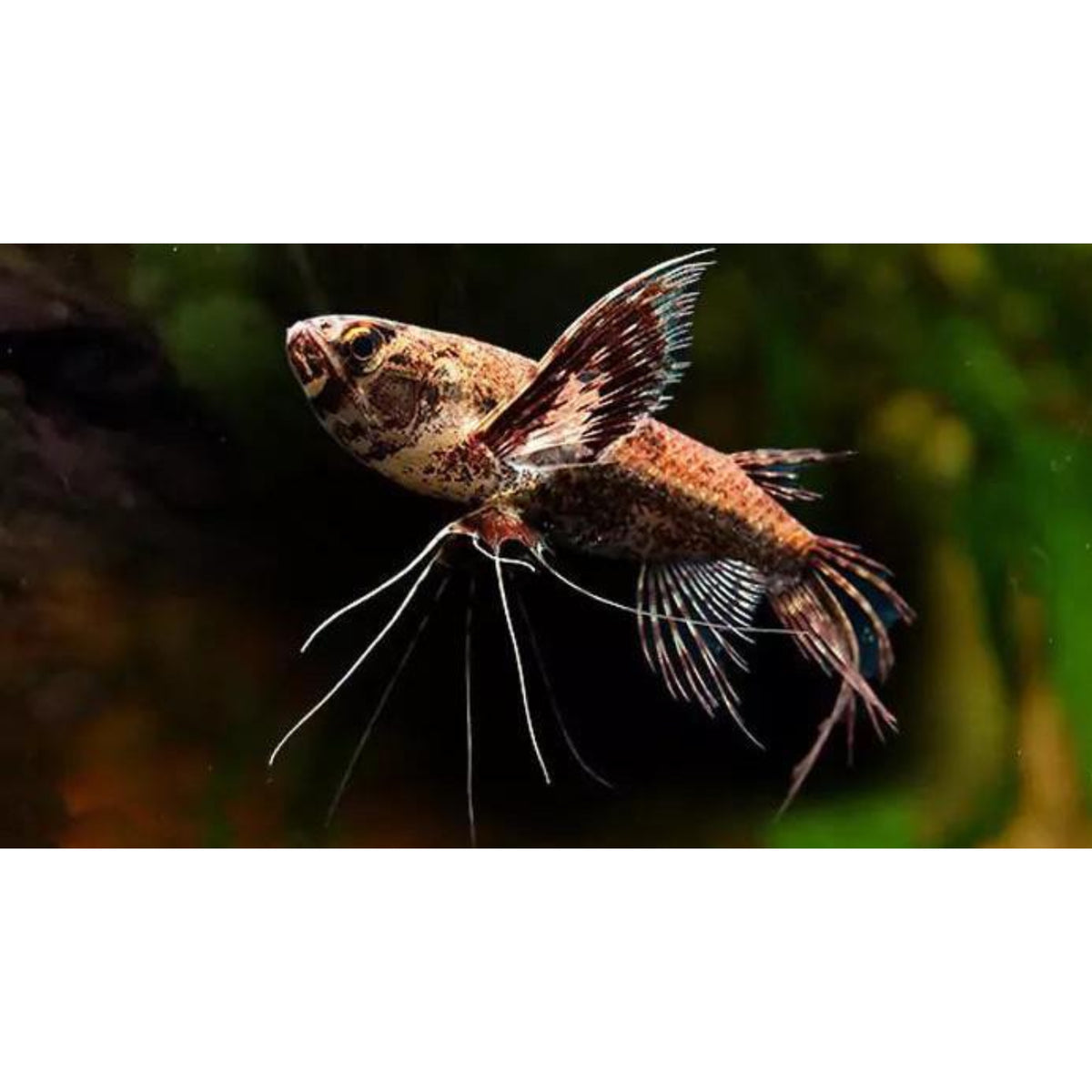 Poecilia reticulata (Guppy) female mix