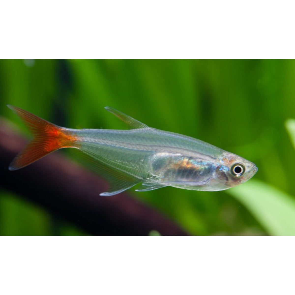 Poecilia reticulata (Guppy) femelle mélange