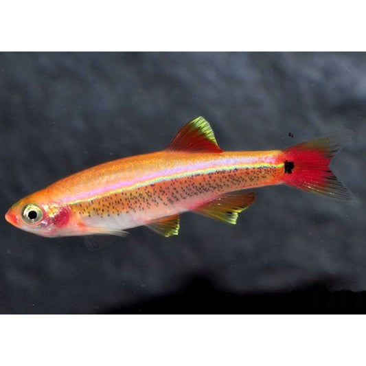 Tanichtys albonubes gold