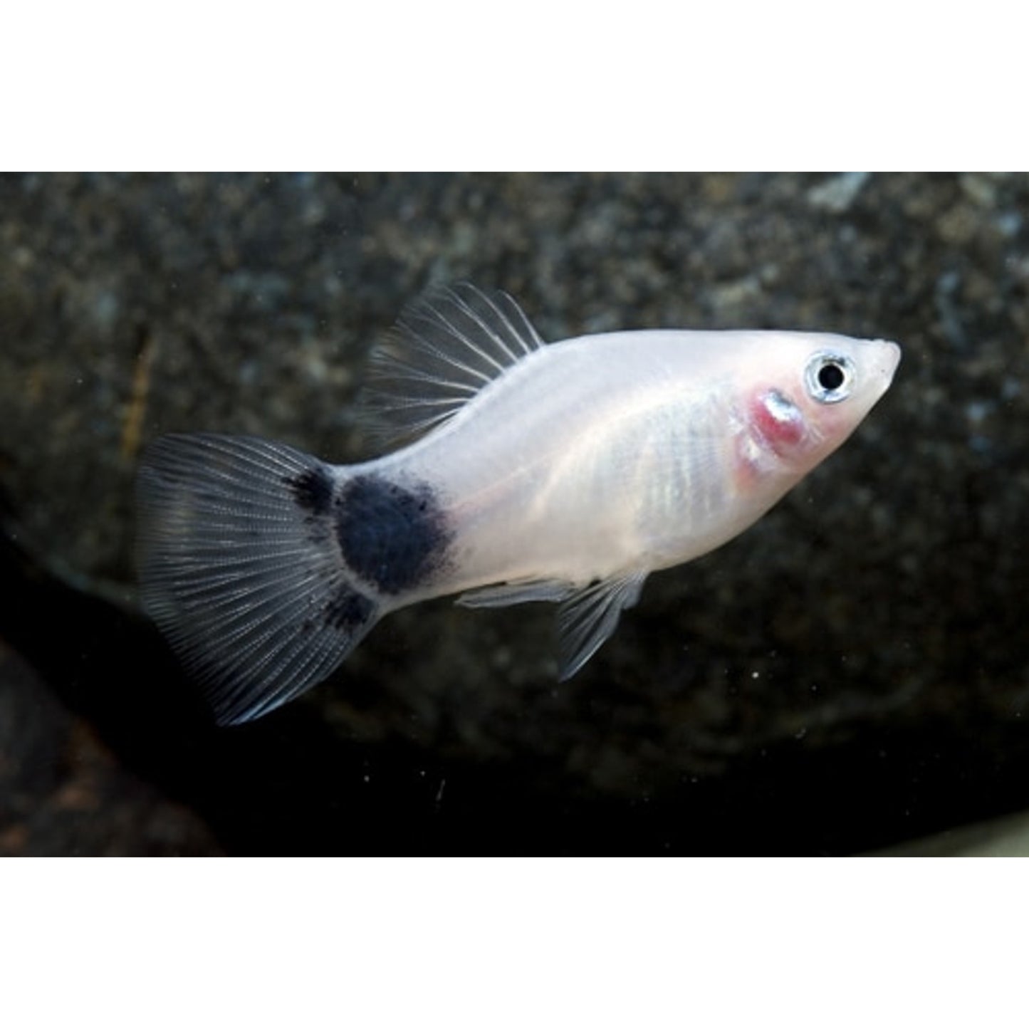 Xiphophorus maculatus (platy) “mickey mouse”