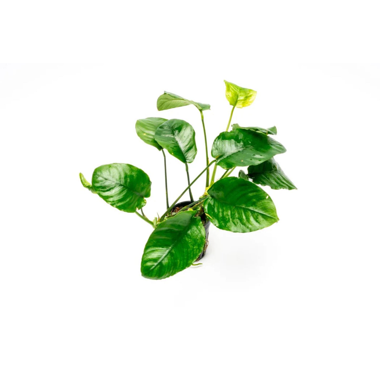 Anubias barteri wrinkled leaf