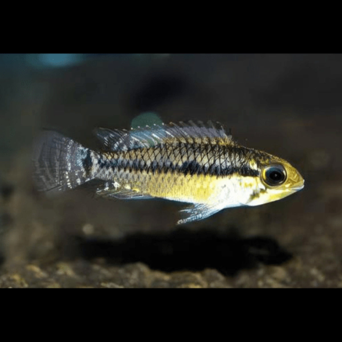 Apistogramma meinkeni