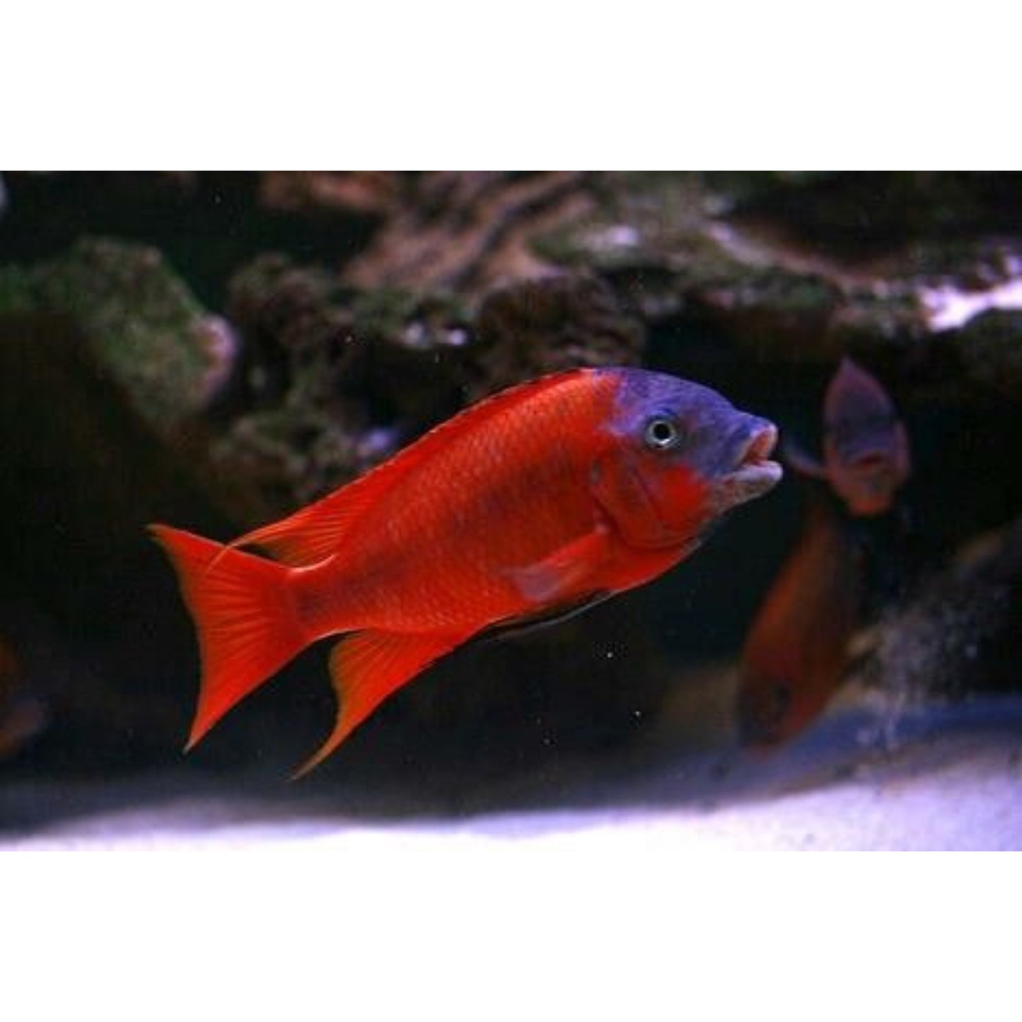 Petrochromis Red Bulu point