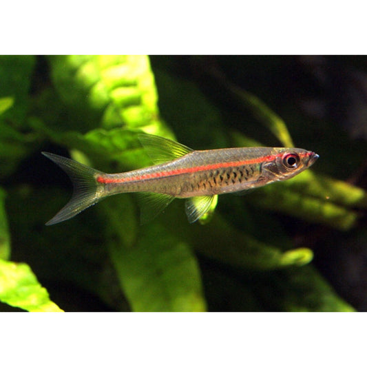 Rasbora pauciperforata