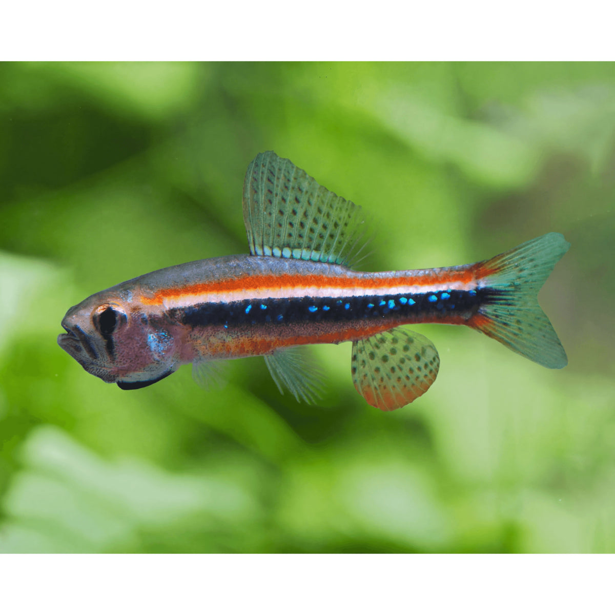 Poecilia reticulata (Guppy) female mix