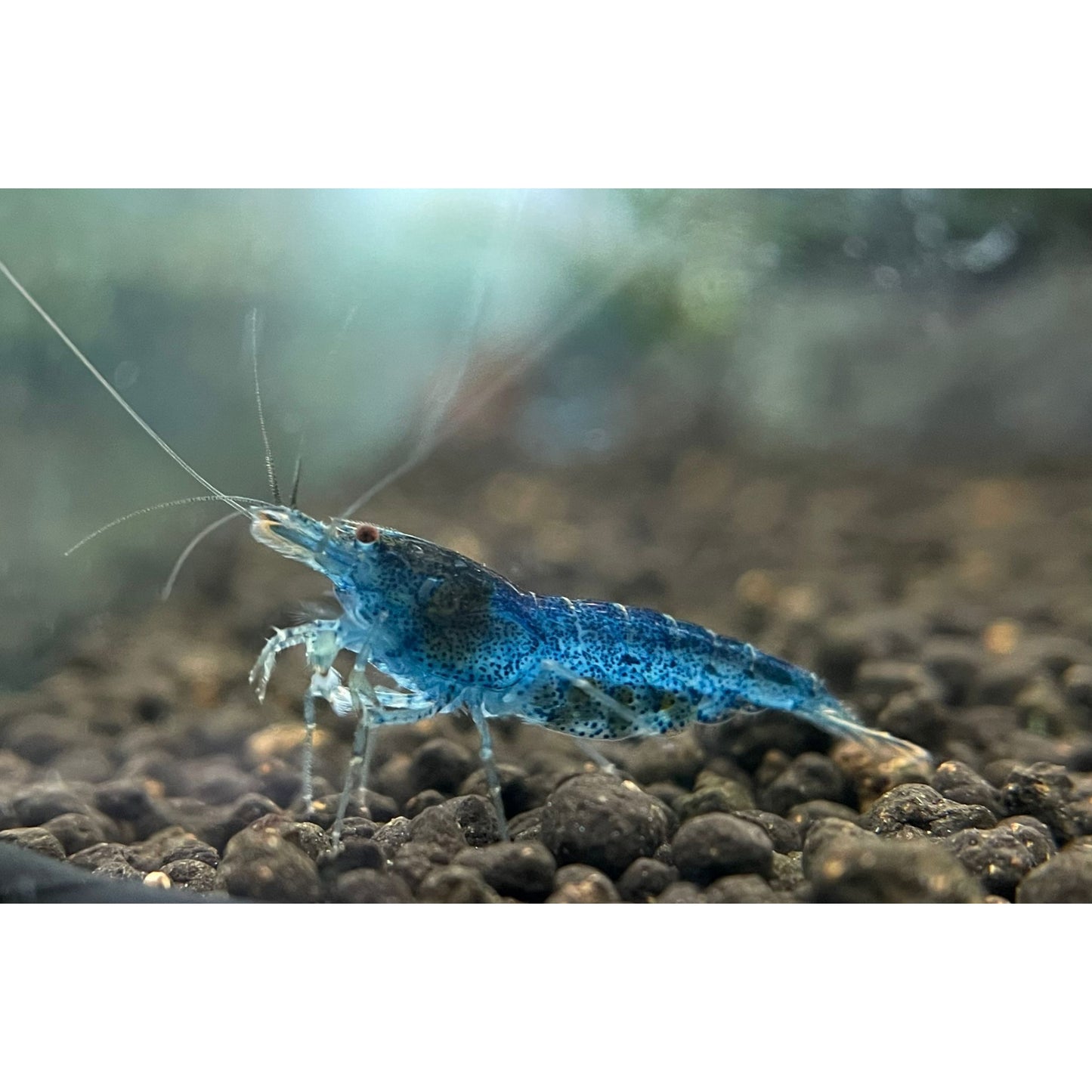 Caridina Serrata var. Aura Blue