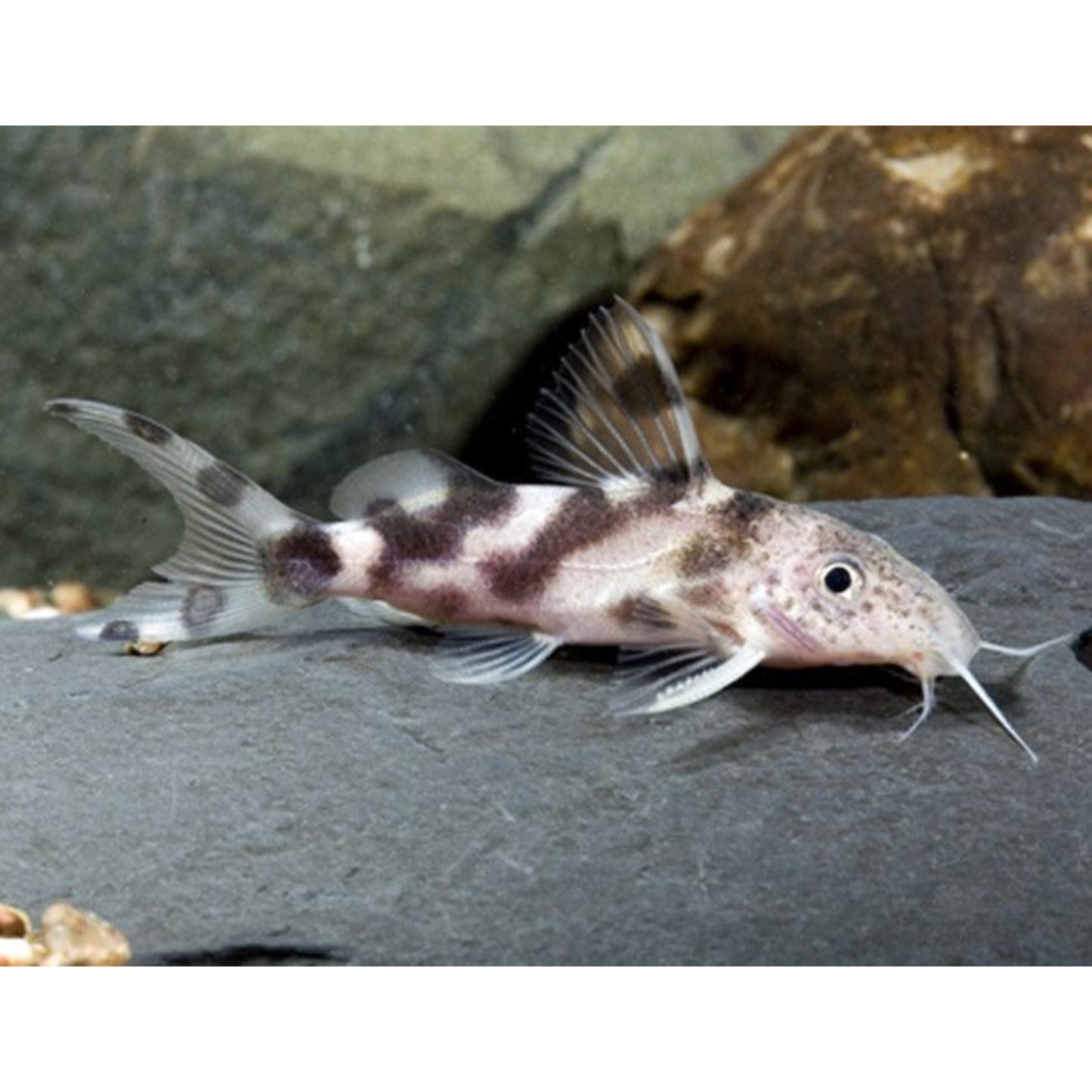 Synodontis decorus