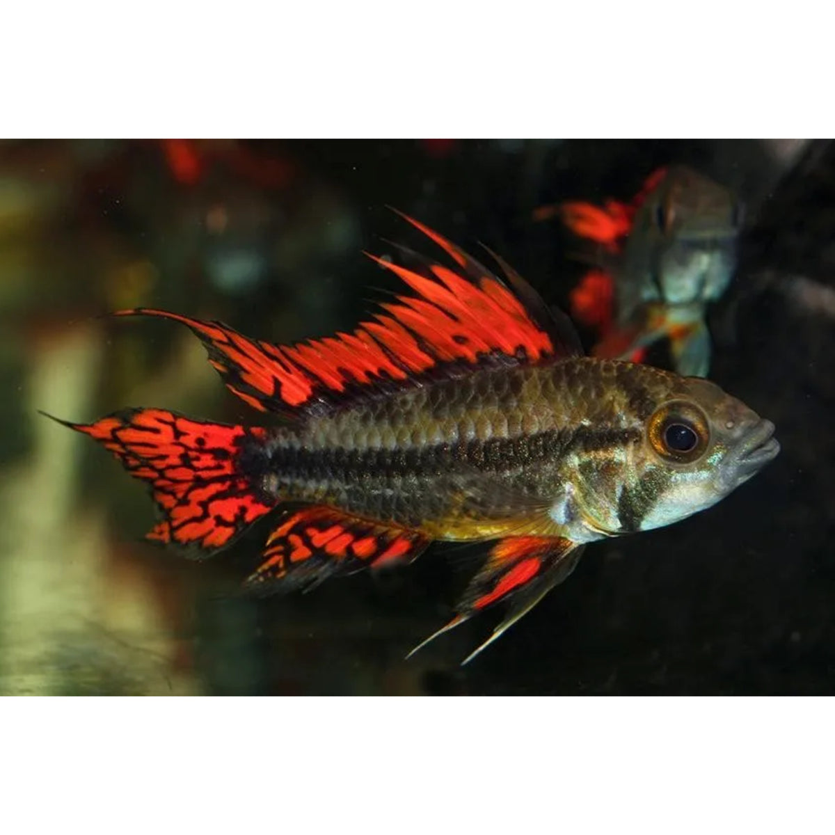 Apistogramma viejeta II