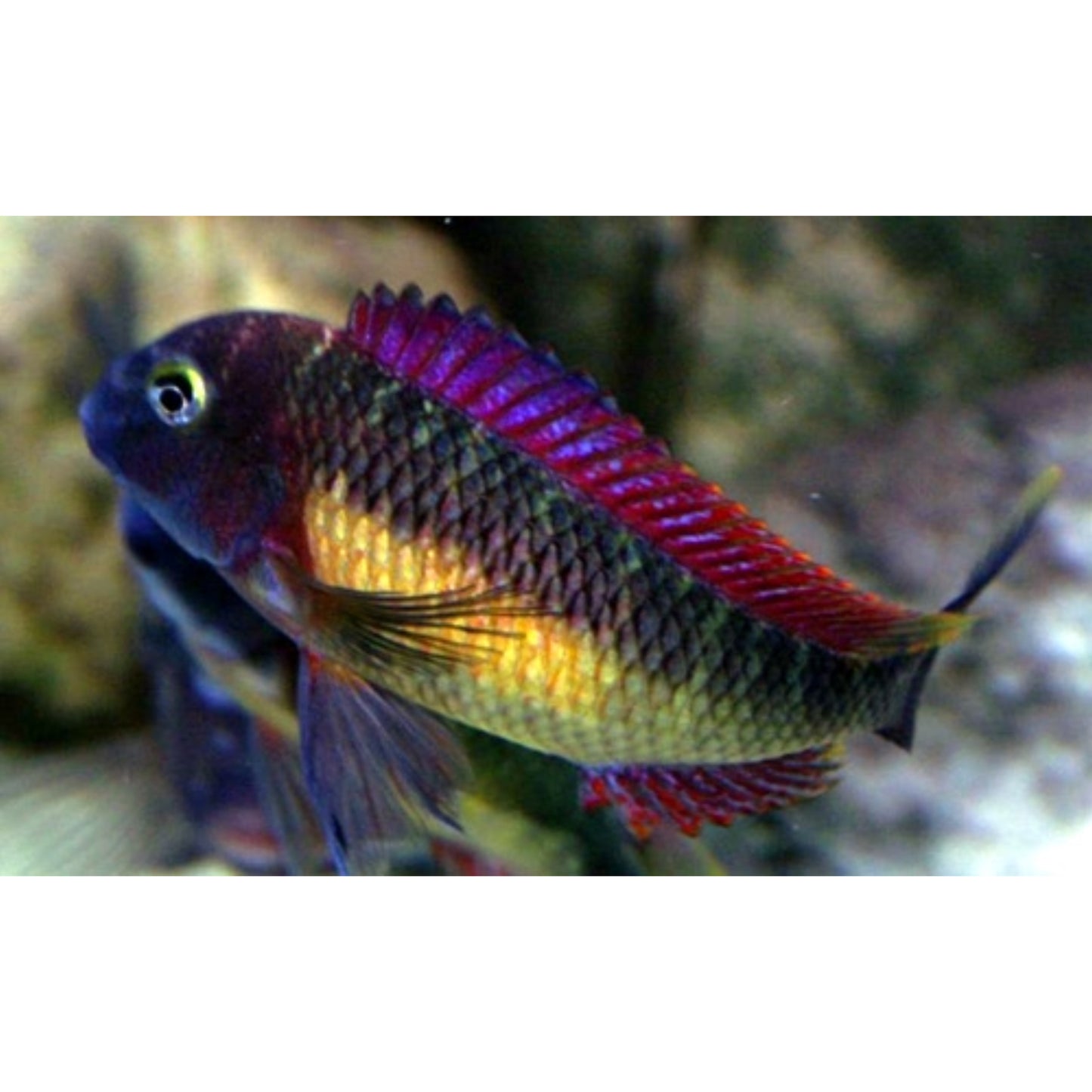 Tropheus moorii Red Rainbow