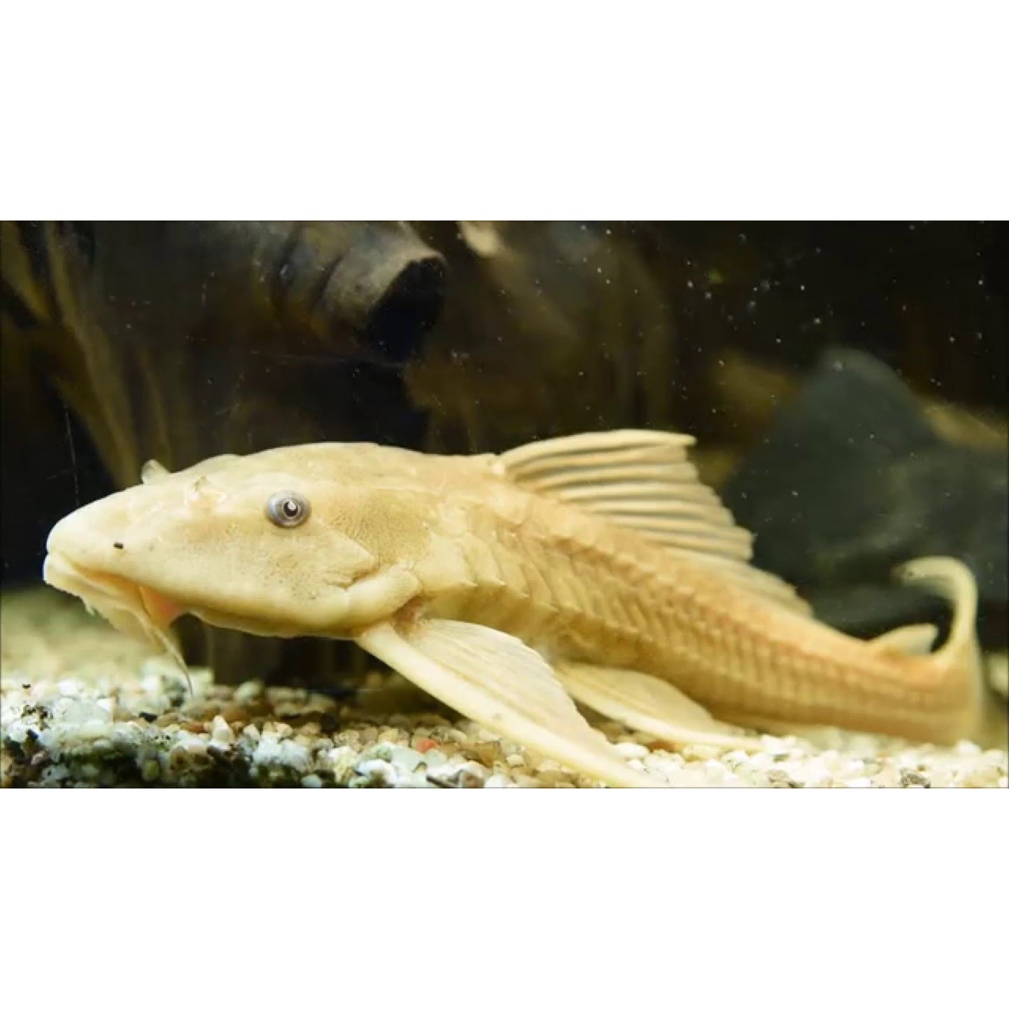 Hypostomus plecostomus gold