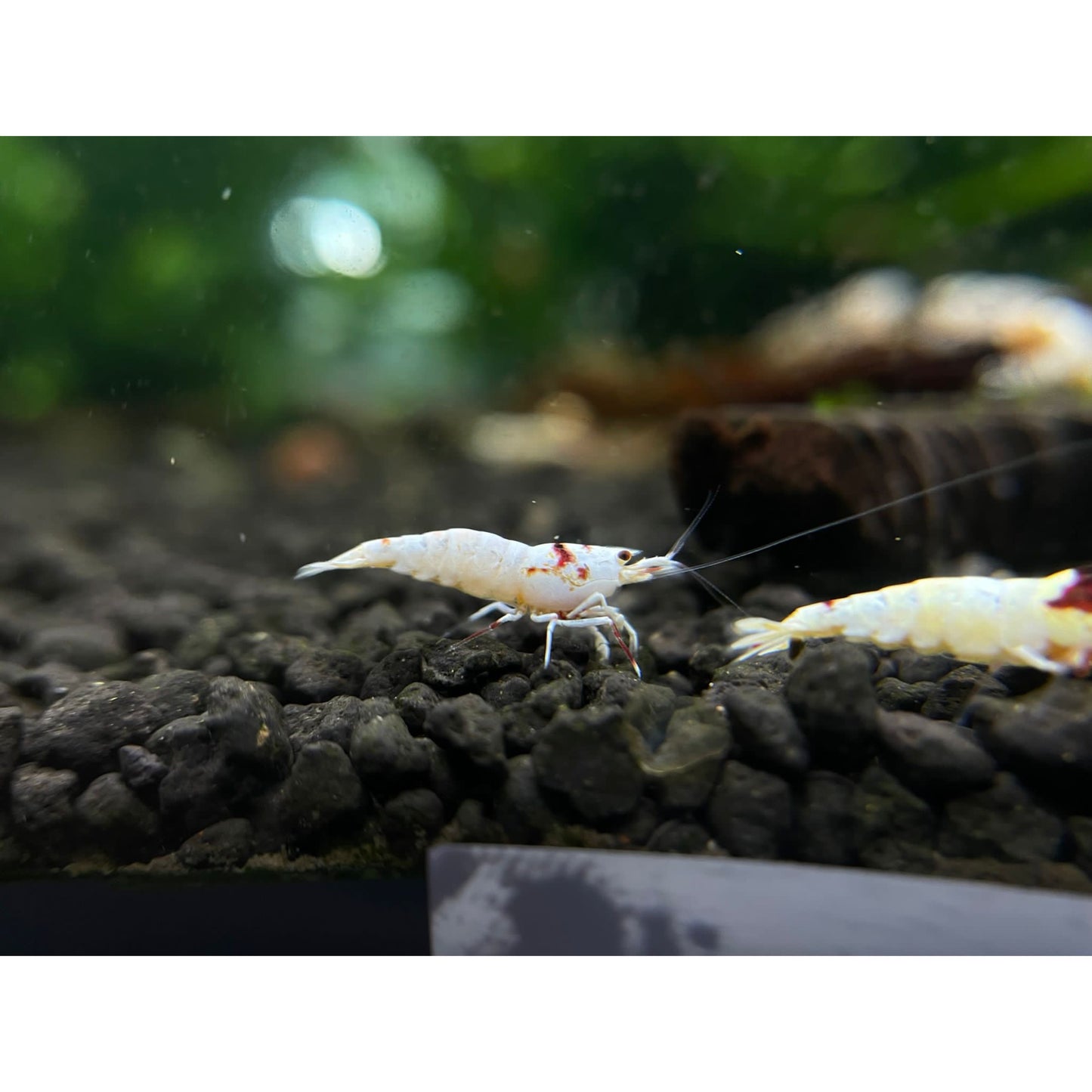 Caridina cf. Cantonensis Pure Red Line