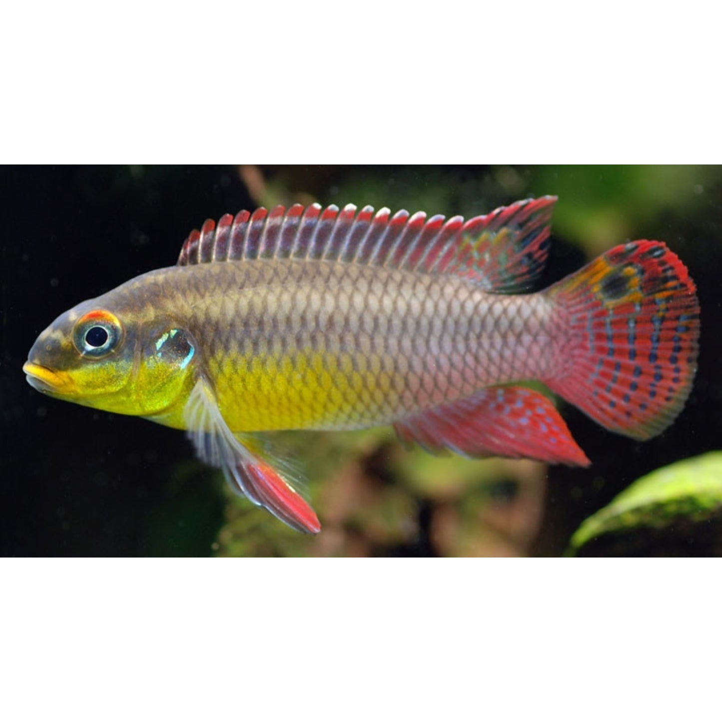 Pelvicachromis Taeniatus Molive