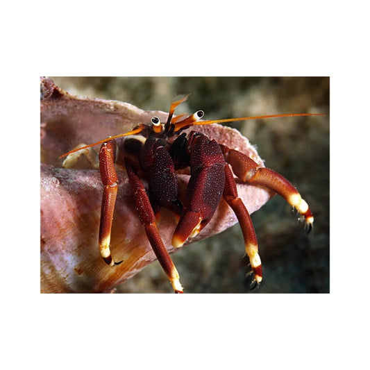 Calcinus tibicen (orange claw hermit crab)