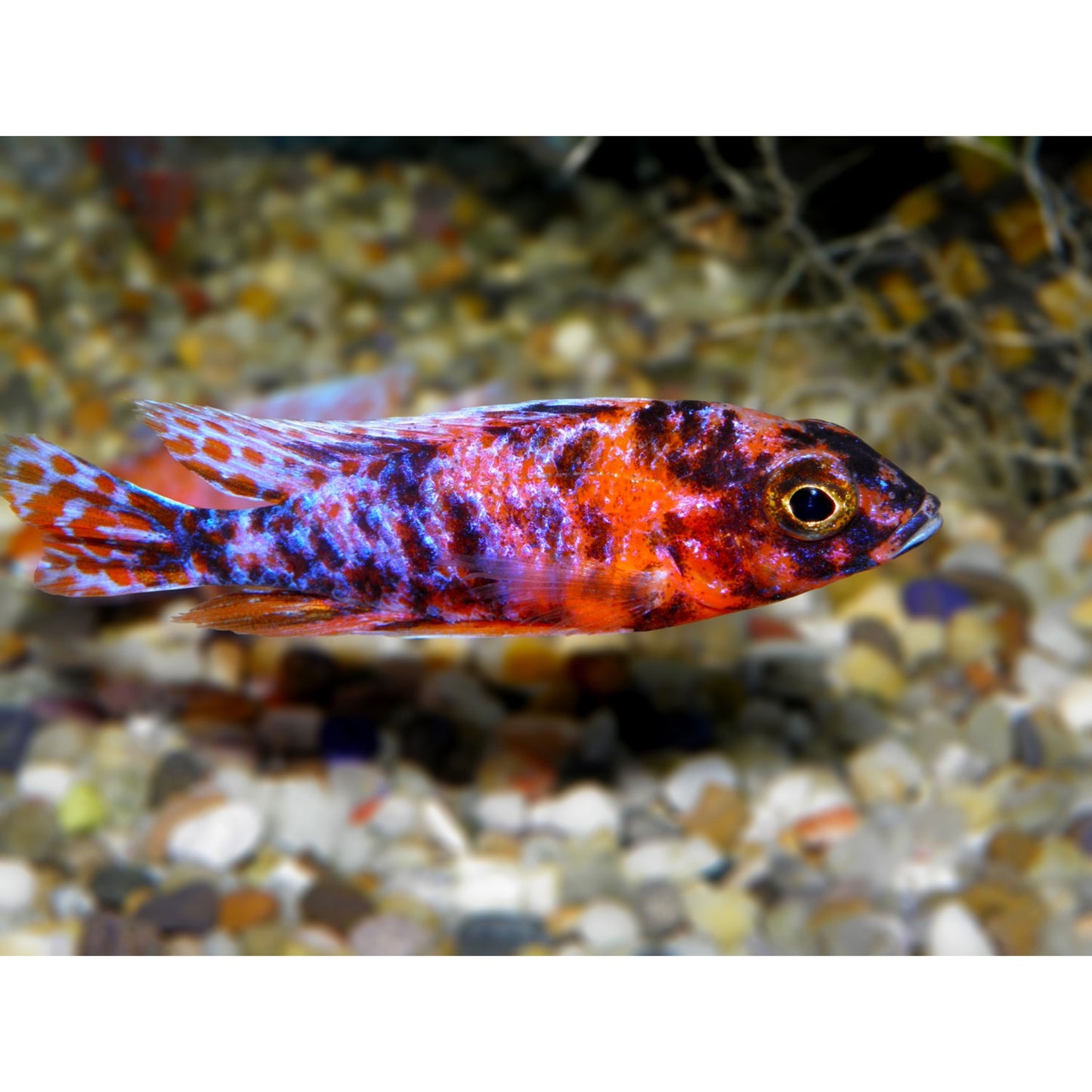 Aulonocara Calico Red Neon