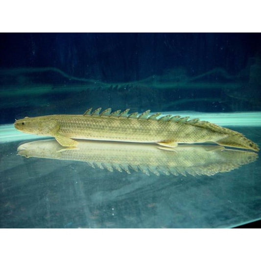 Polypterus lapradei