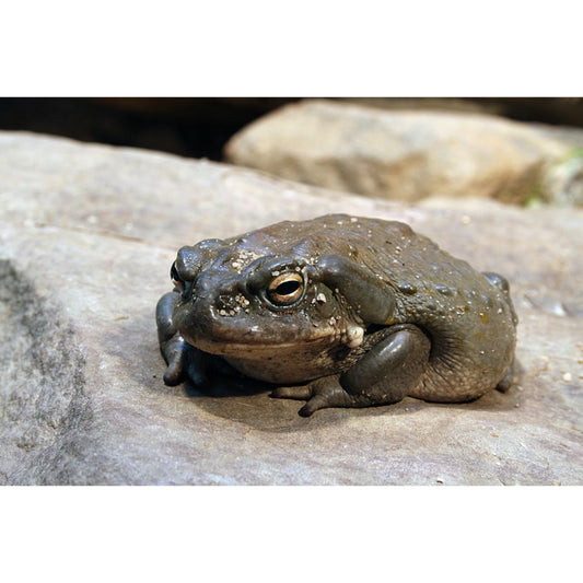 Bufo alvarius