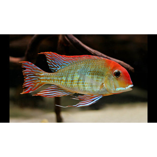 Geophagus Red Head Tapajos