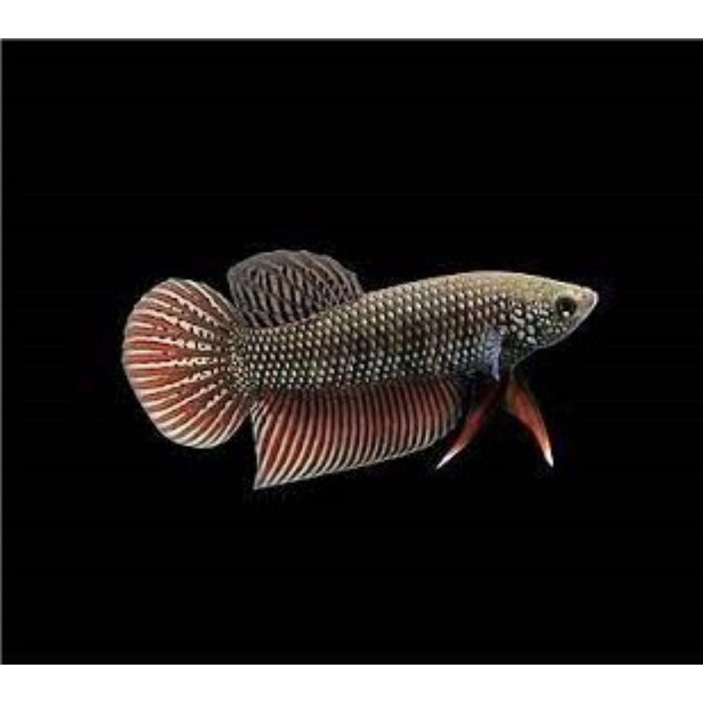 Betta splendens Wild smaragdina guitar