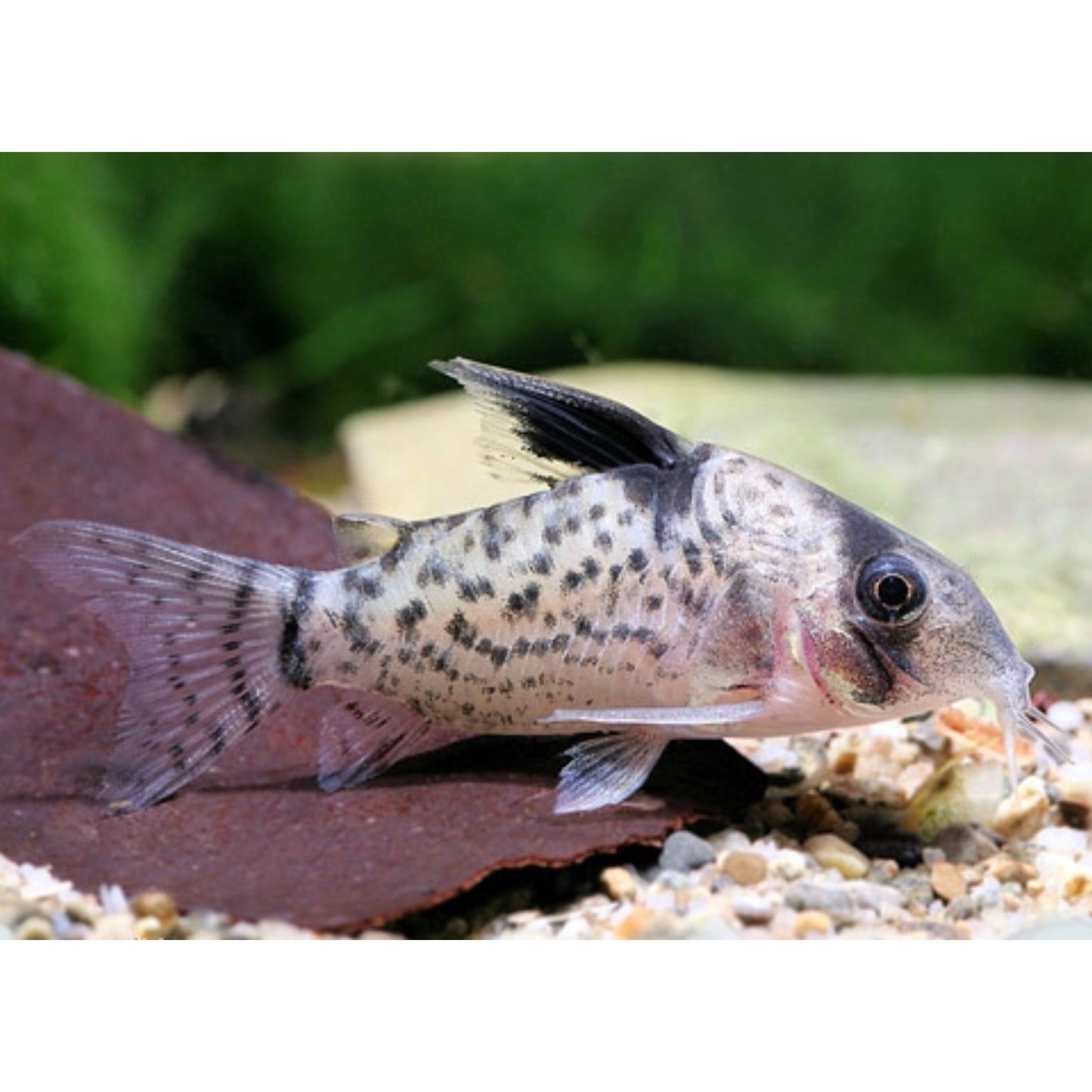 Corydoras leucomelas