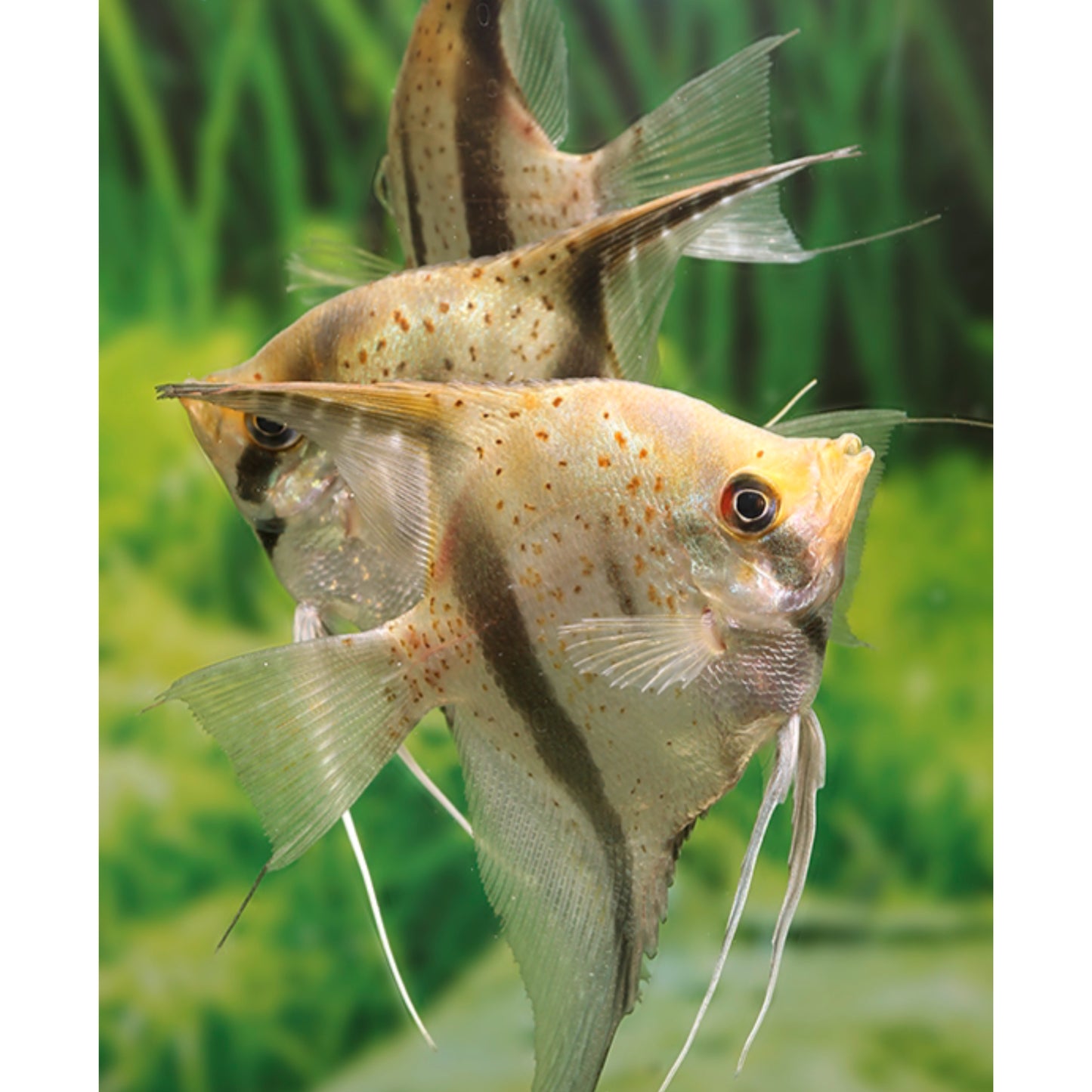 Pterophyllum scalare guyana Red Dragon