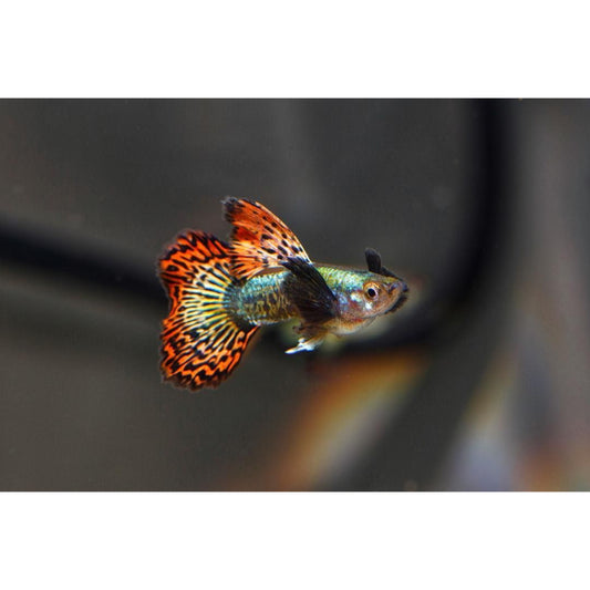 Poecilia reticulata maschio (Guppy)dragon dumbo