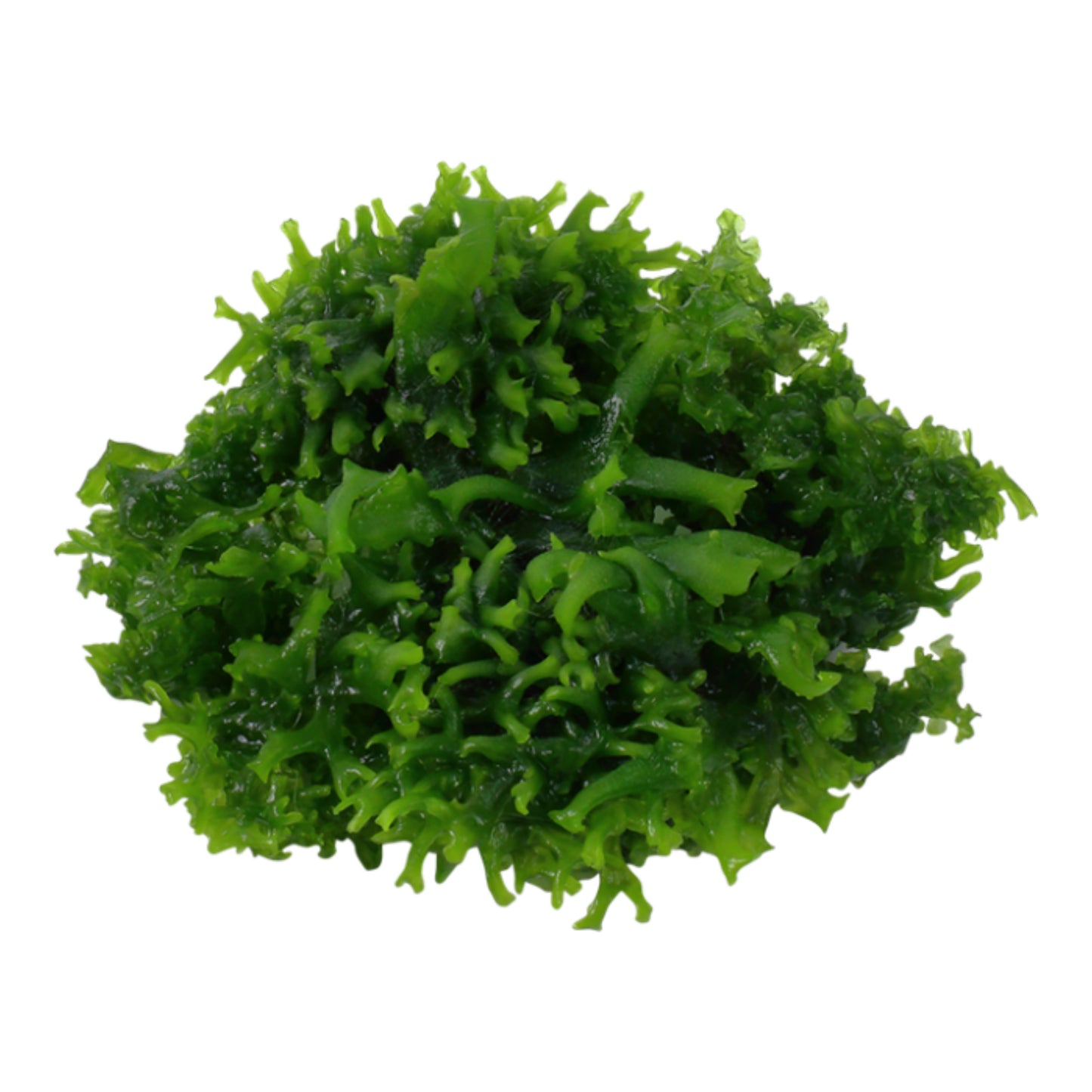 Monoselium tenerum “pellia moss”