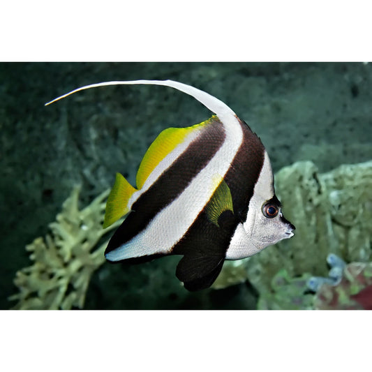 Heniochus acuminatus