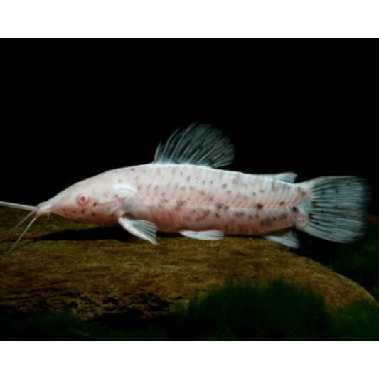 Hoplosternum thoracatum albino