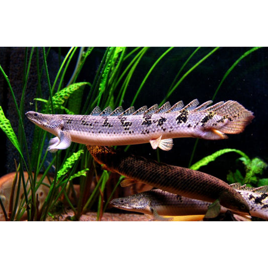 Polypterus delhezi