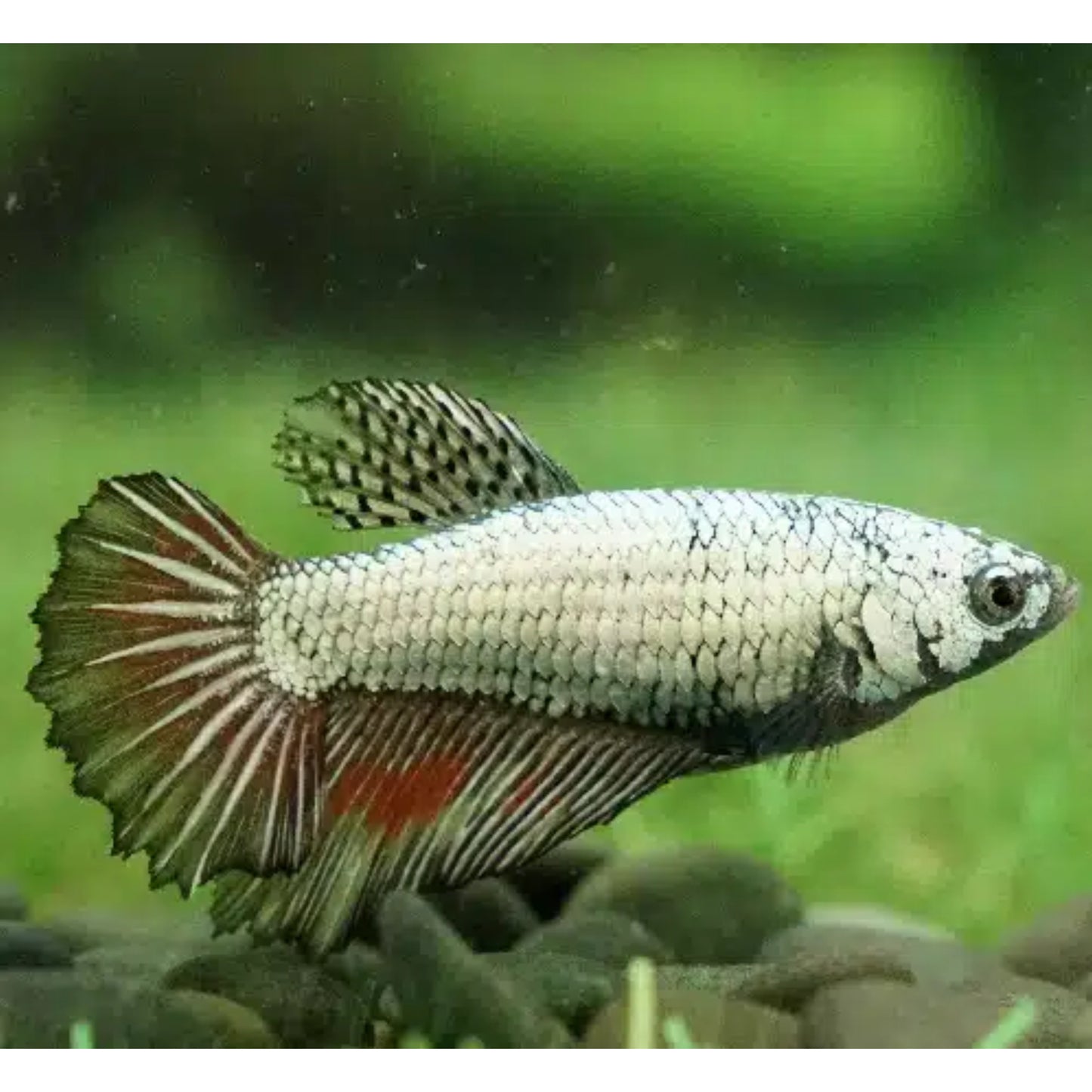 Betta splendens Halfmoon femmina