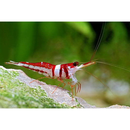 Caridina spongicola