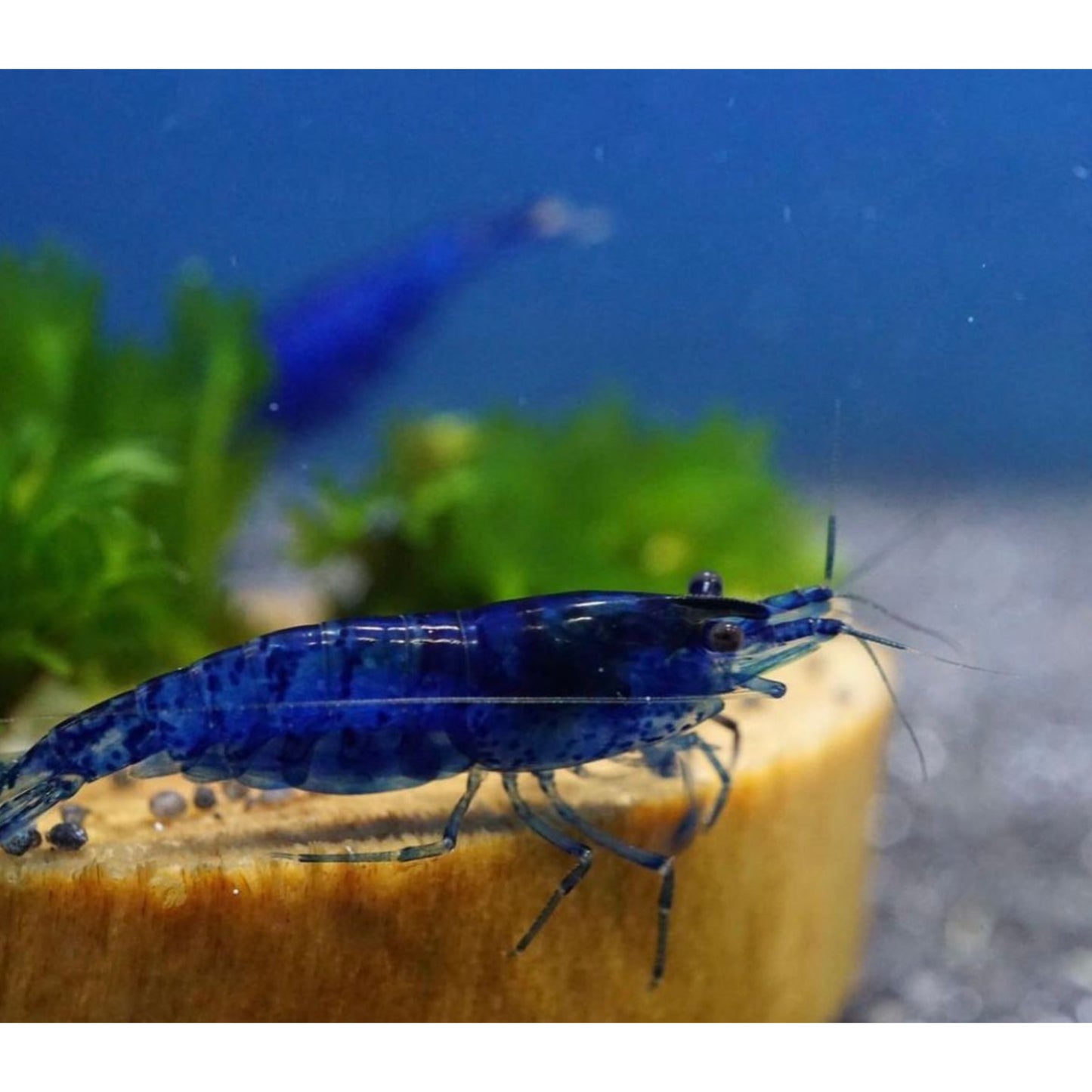 Neocaridina Davidi var. Blue Dream