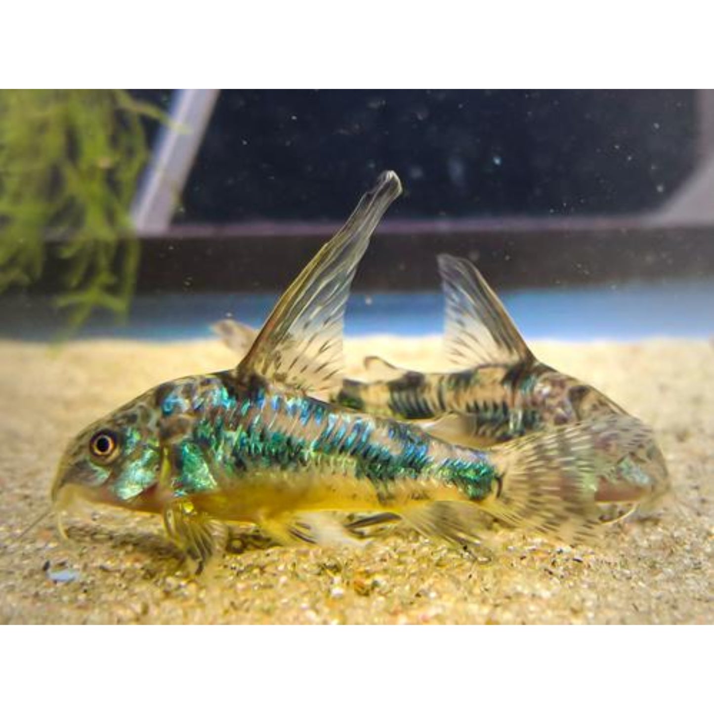 Corydoras paleatus long fin