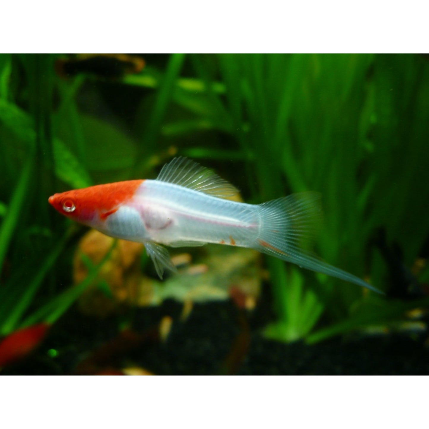 Xiphophorus helleri (portaspada) “Koi albino”