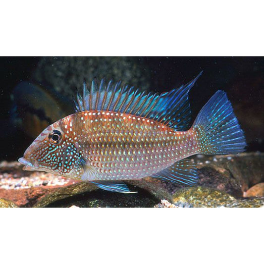 Geophagus Jurupari