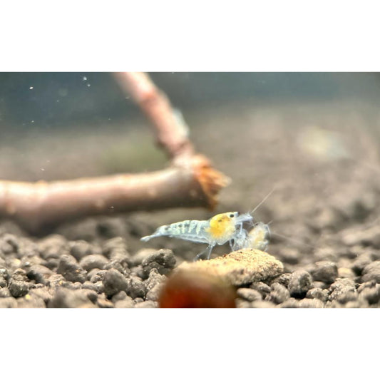 Caridina sp. Ghost Bee