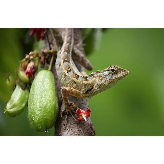 Calotes versicolor