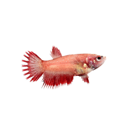 Betta Crowntail  Mix Femmina